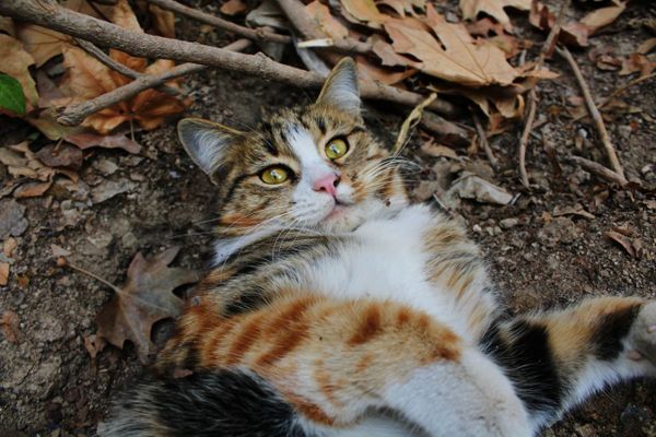 A cat rolling around among the autumn leaves. thumbnail