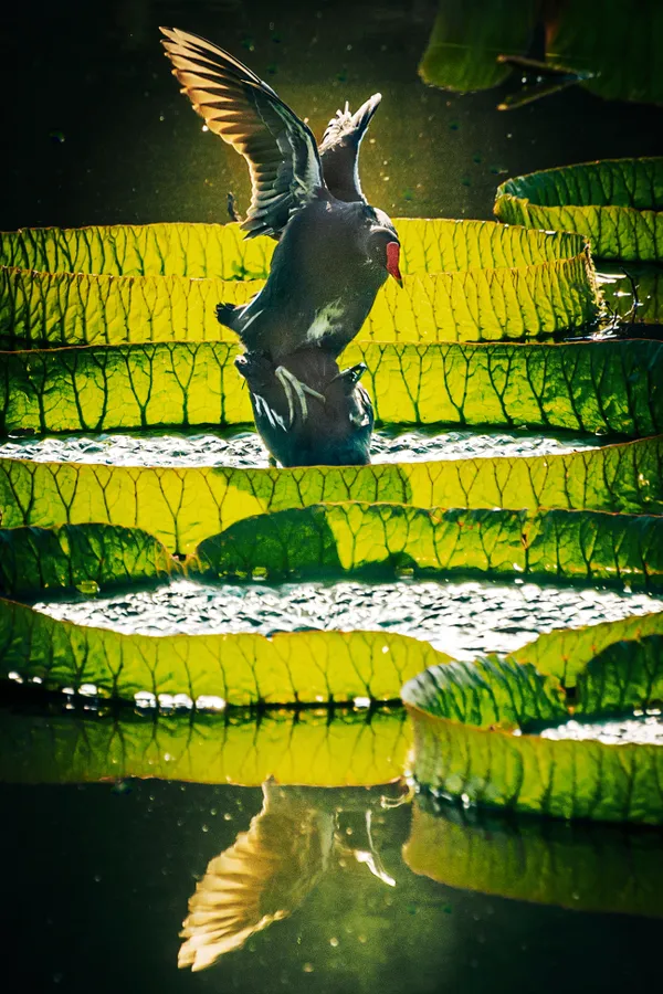 Playing in the Lotus Pond thumbnail