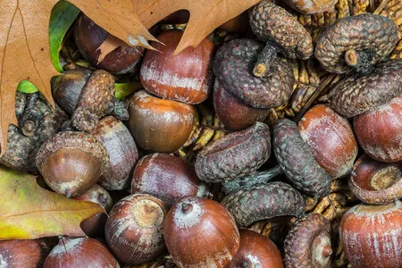 Acorns cover the forest floor.