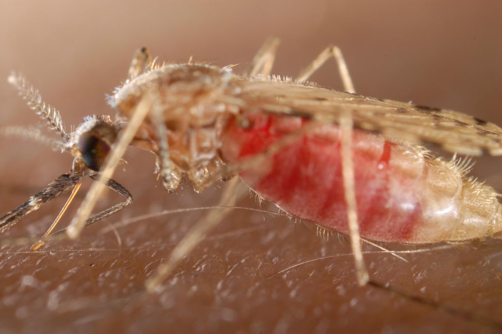 mosquito