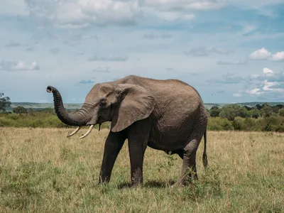 African savanna elephants have about 63,000 neurons in the part of their brain that controls facial movement.&nbsp;Humans only have about 8,000 to 9,000.