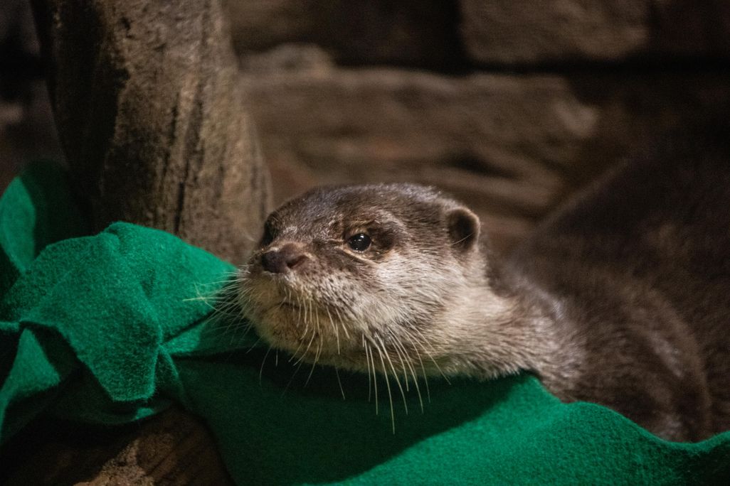 A small-clawed otter sits on a green piece of fabric