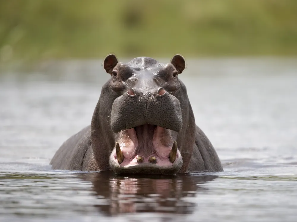 A hippo wading in water with its head just above the surface and mouth wide open