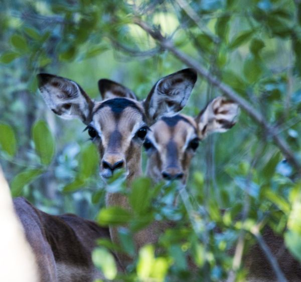 Young Impala calves hiding in the bushes thumbnail