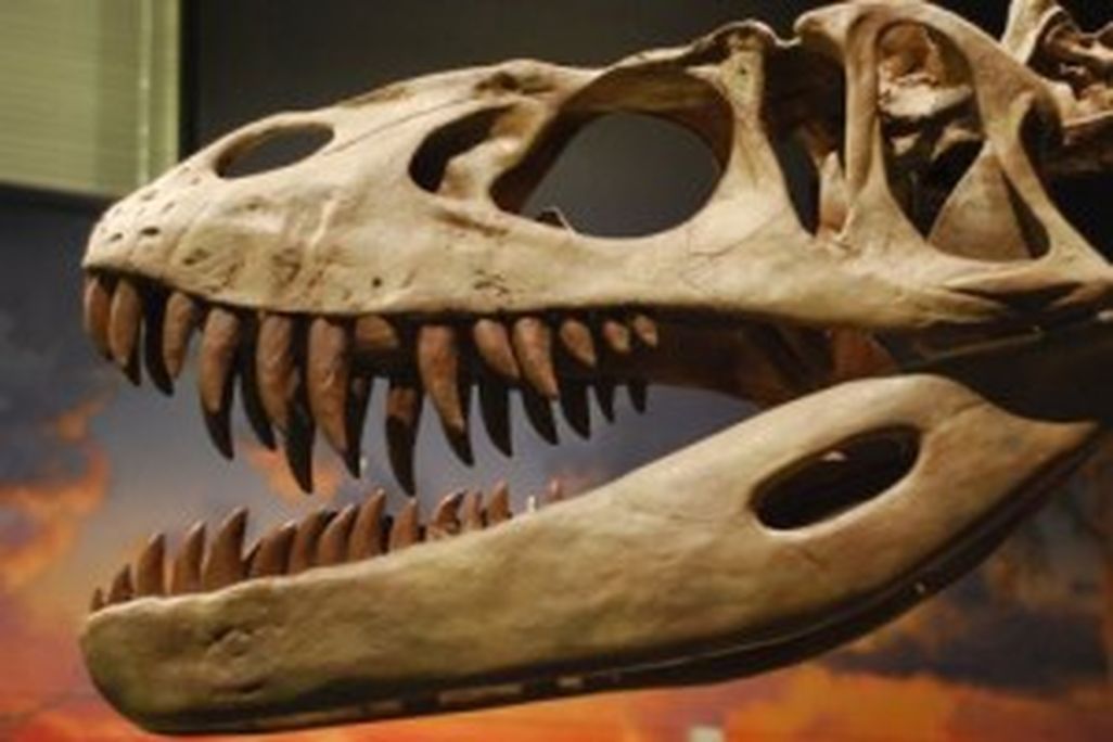 20110520083151torvosaurus-skull-300x201.jpg