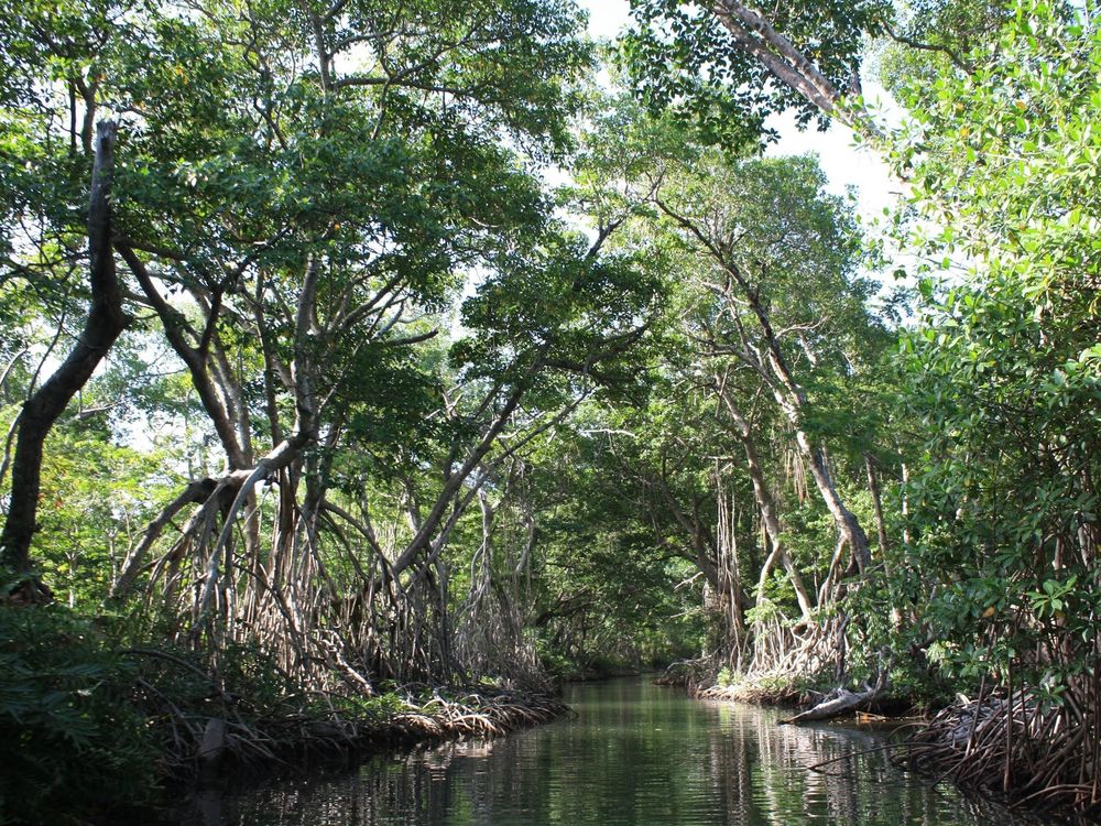 Mangroves line a channel connecting the Belize River to the coastal lagoon system. These trees are hundreds of years old and provide important habitat to both terrestrial and marine species. (Steve Canty, Smithsonian Marine Station)