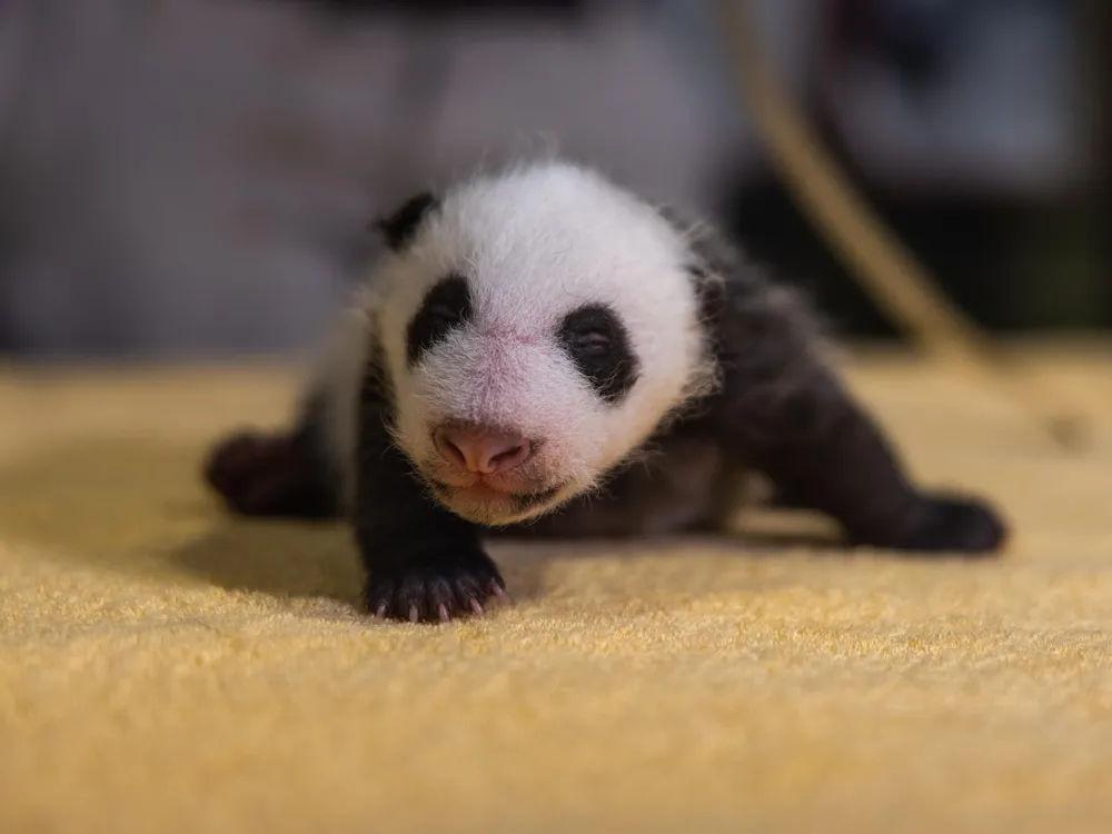 Male Panda Cub