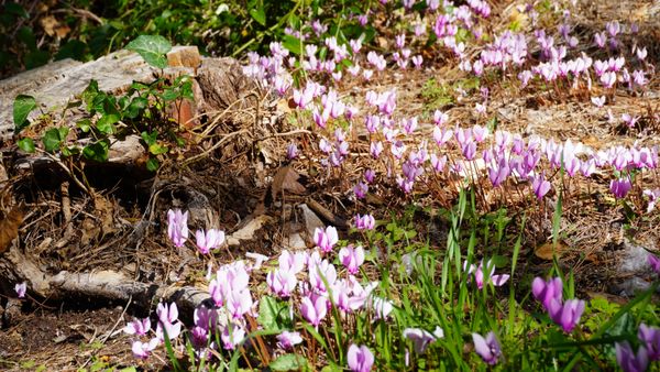 Mini incline for my flowers thumbnail