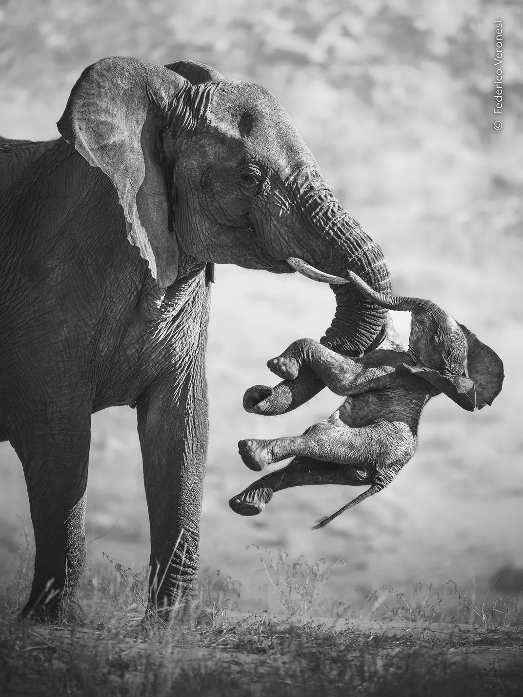 an elephant carries a dead calf, its limbs out
