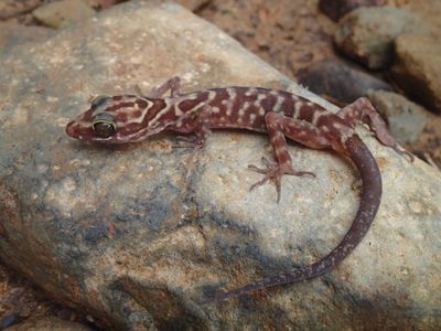Scientists at the Smithsonian's National Museum of Natural History traveled the world and made many new discoveries this year--like this Cyrtodactylis payarhtanensis, a new species of bent-toed gecko. (Daniel G. Mulcahy)   