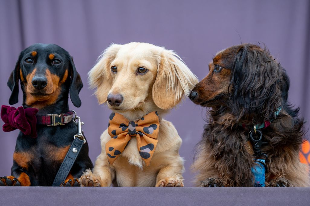Three miniature dachshunds in a row