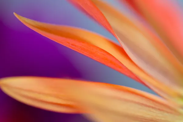 Garden of Dreams 04 thumbnail