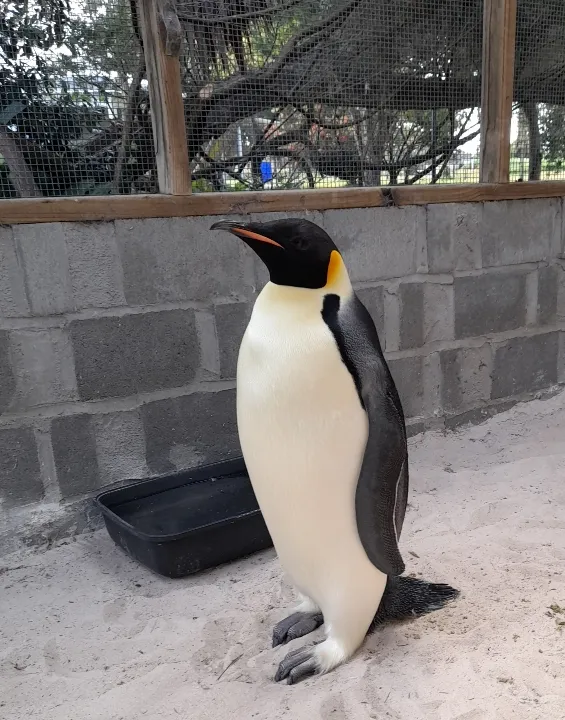Emperor penguin in an enclosure
