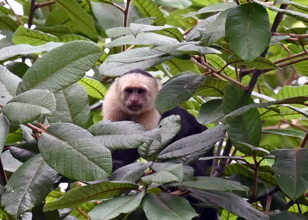 Peek-a-boo thumbnail