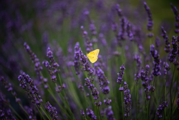 A yellow butterfly against a field of lavender thumbnail