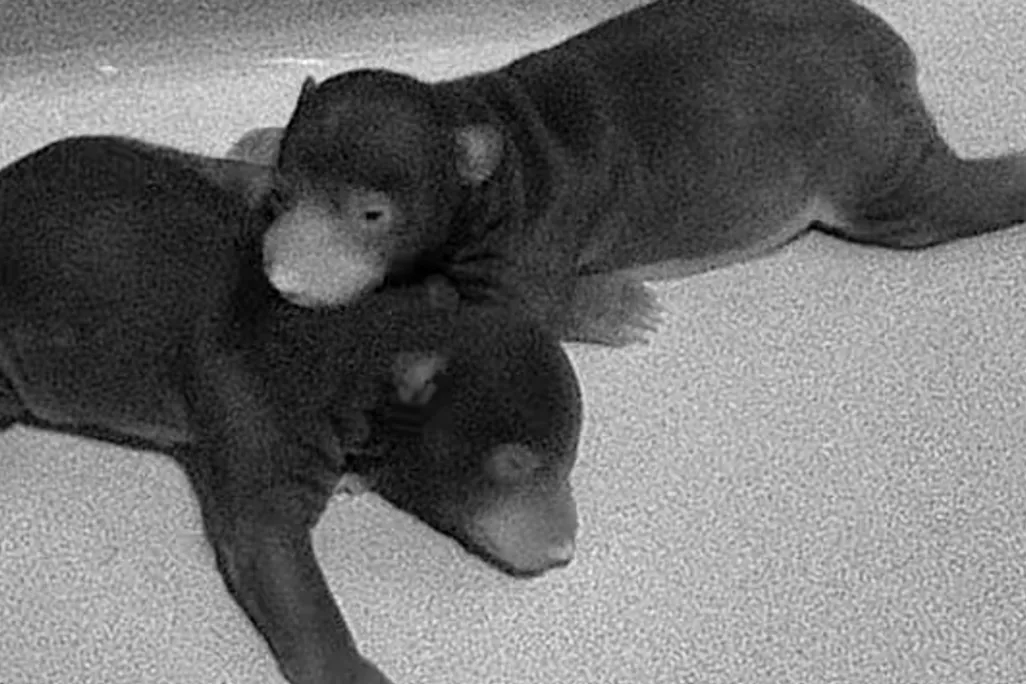 black and white image of two sloth bear cubs