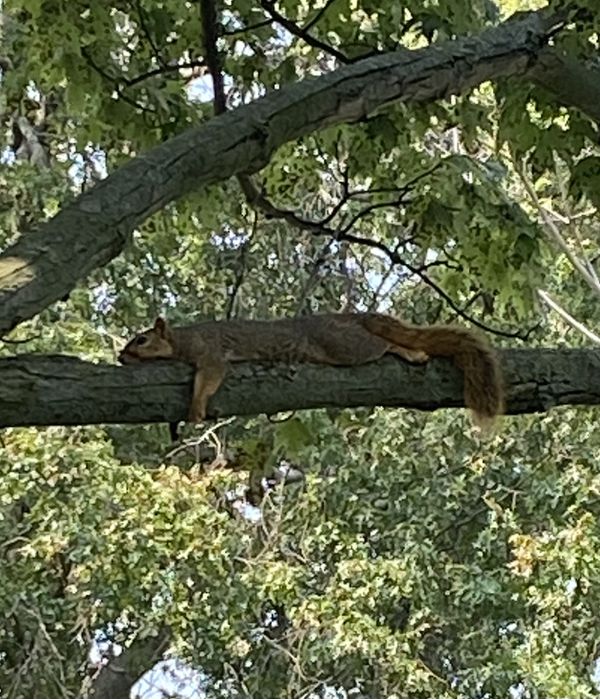Squirrel relaxing in our front tree on a warm day thumbnail