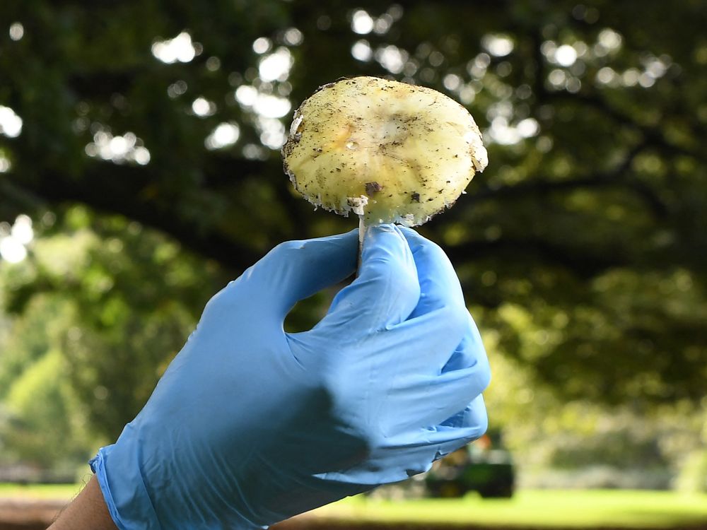 A death cap mushroom