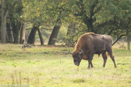 A European bison in the Netherlands, which has also sought to reintroduce the herbivores.