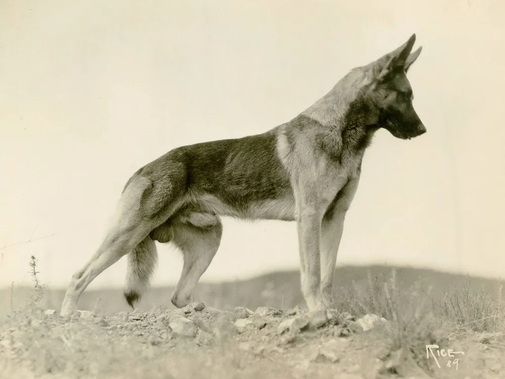 A 1924 photo of Strongheart