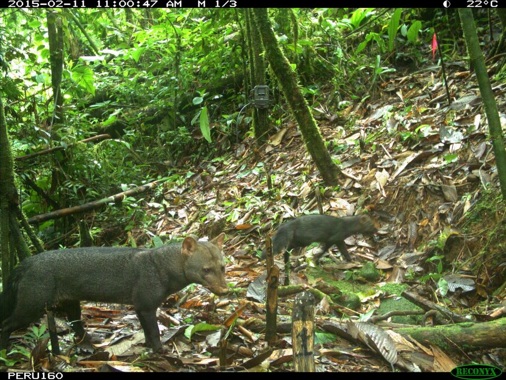 Trail camera shot of two short-eared dogs in 2015