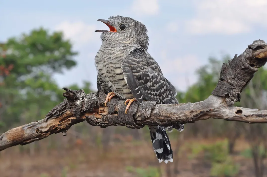 An African cuckoo chick