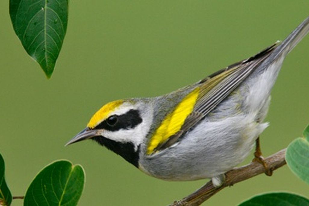Golden Warblers