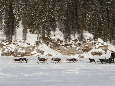 Sled dogs may not have enough snow during the 2016 Iditarod. 