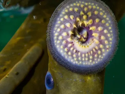 Eerie Lampreys Hint at the Origins of Our 'Fight-or-Flight' Response and Sympathetic Nervous System image