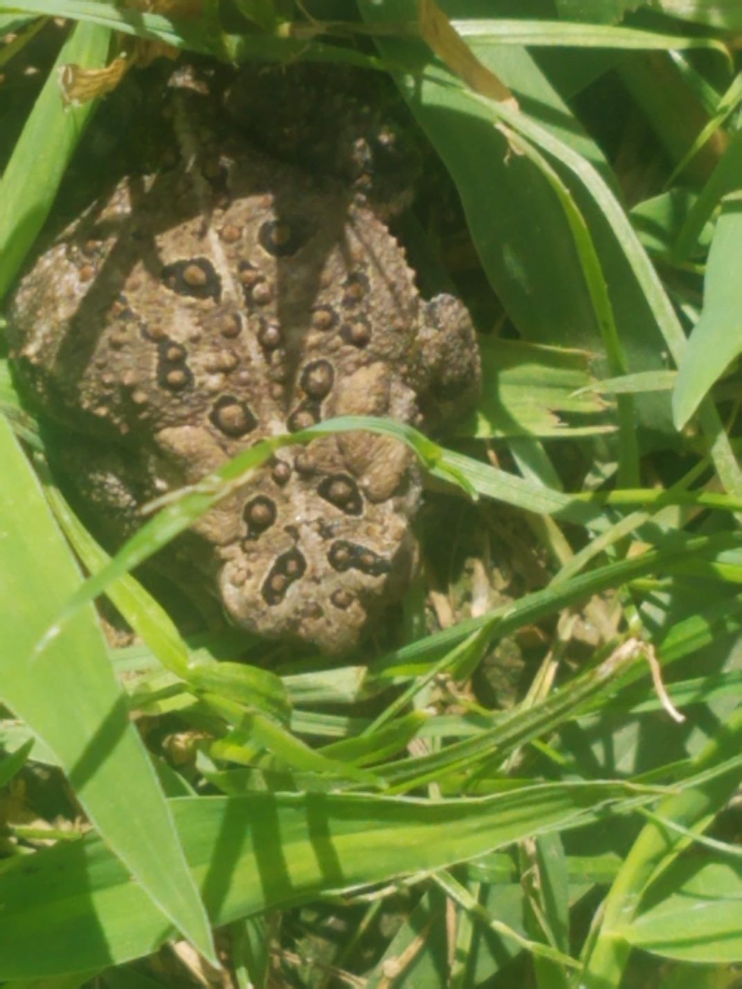 Hiding Toad | Smithsonian Photo Contest | Smithsonian Magazine