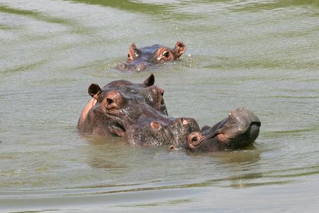 Hippos swim in an artificial lake in a farm in Puerto Triunfo, Colombia, December 21, 2006.