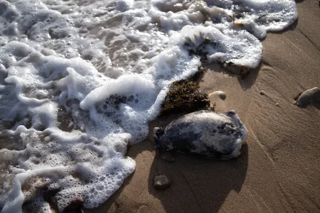 Dead and dying sea creatures have been washing ashore on beaches in South Australia over the past 15 months because of a toxic algal bloom.