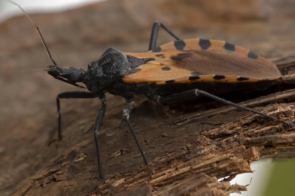 kissing bugs