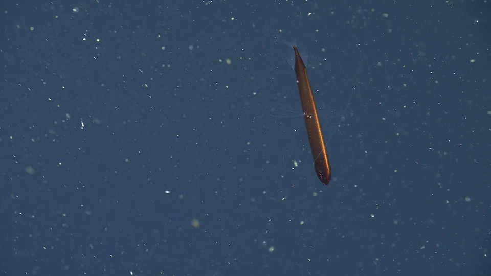 An image of a copper-colored dragonfish. The fish resembles a long tube with short fins.
