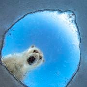 See 16 Stunning Animal Images From the Wildlife Photographer of the Year Awards