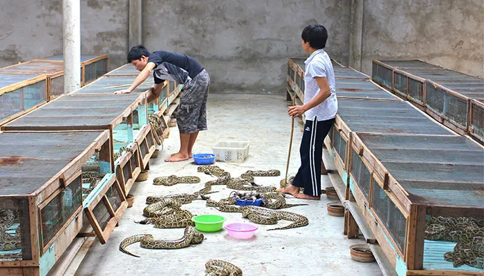 Two people standing next to rows of boxes full of snakes