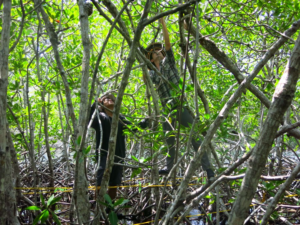 Steven Canty and Cristhian Perez of the Centro de Estudios Marinos of Honduras in the field. (Mayra Nuñez/Centro de Estudios Marinos)