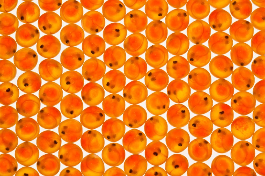 Eggs
