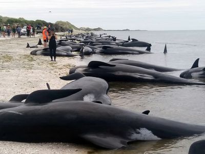 New Zealand volunteers formed a human chain in the water at a remote beach on Friday as they tried to save about 100 whales after more than 400 of the creatures beached themselves in one of the worst whale strandings in the nation's history. 