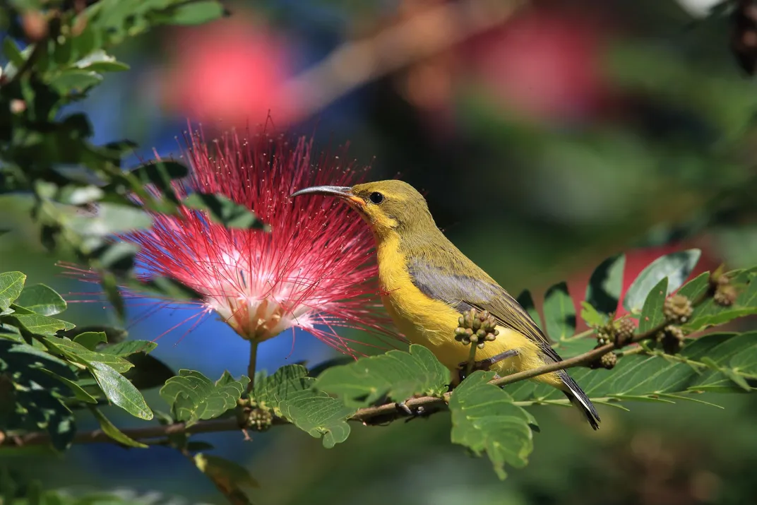 An Olive-backed Sunbird, Daintree Rainforest