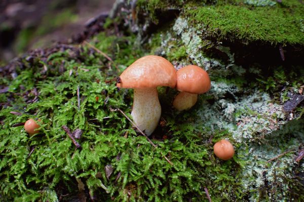 Fungi thumbnail
