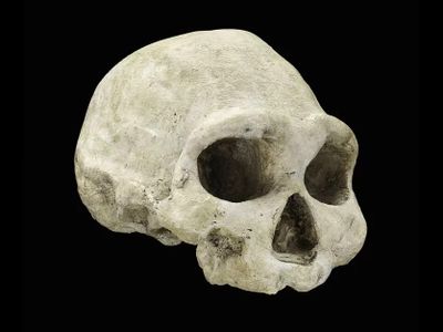 Skull of Homo erectus&nbsp;from the&nbsp;Republic of Georgia
