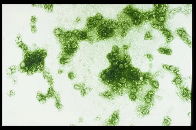 The dengue virus
