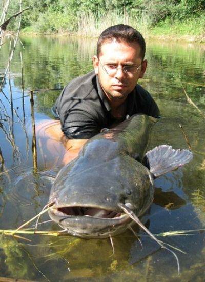 The European wels catfish, shown here, has become the target of Old World noodlers.