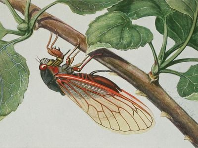 From Insects, their way and means of living. Artwork by R. E. Snodgrass