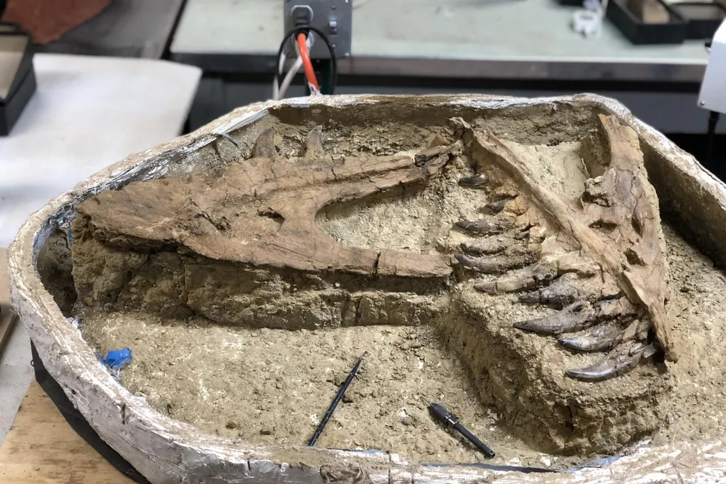 Juvenile T. Rex