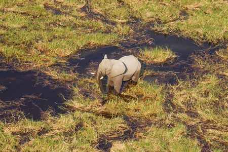 An African elephant bull in a freshwater marsh in Botswana's Okavango Delta. 