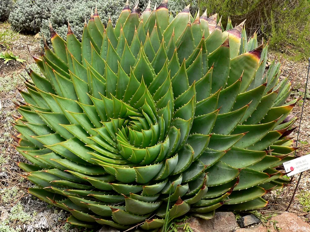 Aloe Spirals