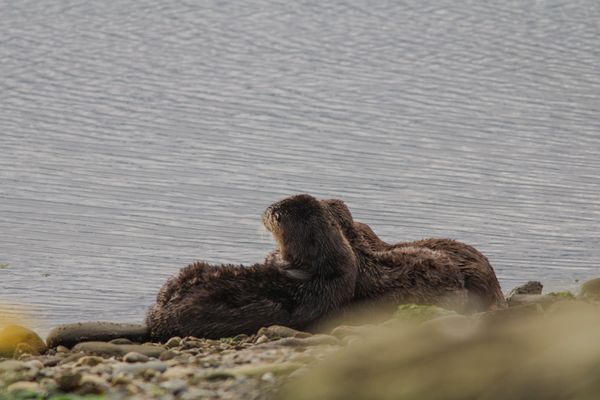 Sea otters cuddling in Port Angeles thumbnail