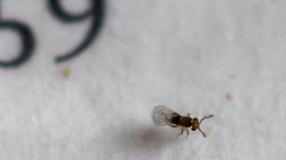 A Trichogramma wasp sits on a white piece of paper with numbers in the upper-left corner